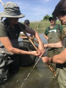 El proyecto Emys localiza dos tortugas de agua ibéricas en el marjal de Rafalell i Vistabella